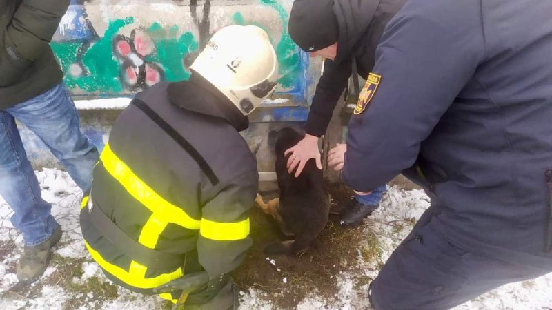 Багато врятованих тваринок не буває!

🐕На Рівненщині рятувальники звільнили чотирилапого з залізобетонного паркану.