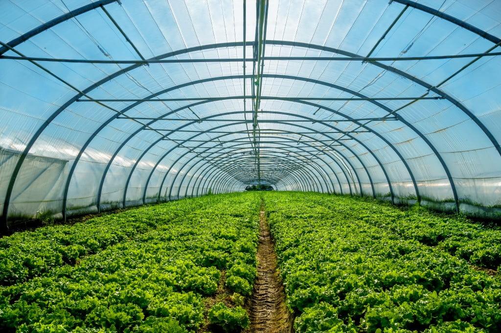 Презентовано нові механізми реалізації грантових програм для розвитку садівництва, ягідництва, виноградарства та тепличного господарства
