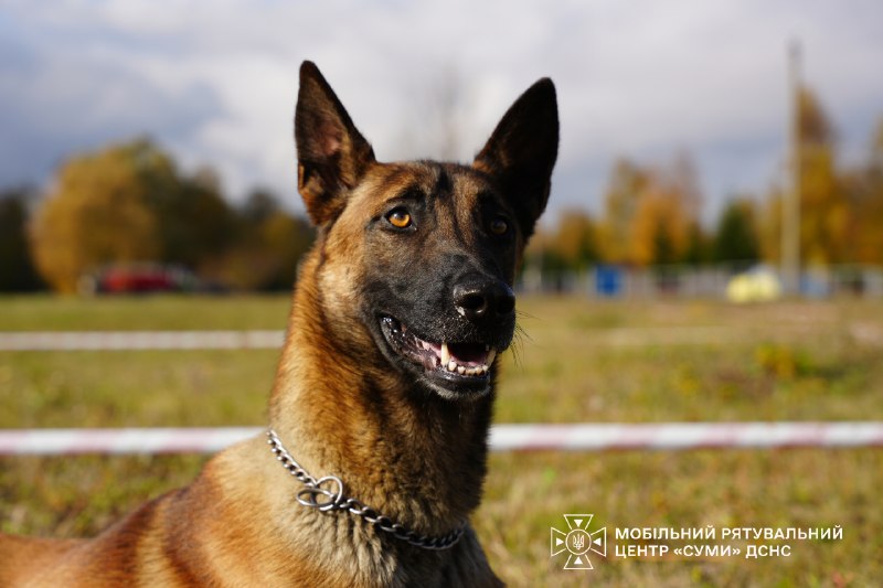 🐕Знайомтеся – це Альф - мінно-пошуковий пес Мобільного рятувального центру швидкого реагування «Суми» ДСНС України 🐕Знайомтеся – це Альф - мінно-пошуковий пес Мобільного рятувального центру швидкого реагування «Суми» ДСНС України