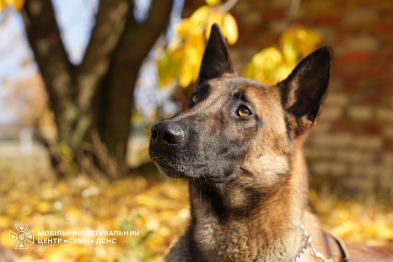 🐕Знайомтеся – це Альф - мінно-пошуковий пес Мобільного рятувального центру швидкого реагування «Суми» ДСНС України 🐕Знайомтеся – це Альф - мінно-пошуковий пес Мобільного рятувального центру швидкого реагування «Суми» ДСНС України