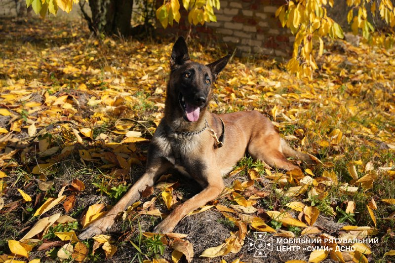 🐕Знайомтеся – це Альф - мінно-пошуковий пес Мобільного рятувального центру швидкого реагування «Суми» ДСНС України 🐕Знайомтеся – це Альф - мінно-пошуковий пес Мобільного рятувального центру швидкого реагування «Суми» ДСНС України