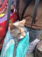 Патріарший паломницький центр: евакуація навіть у святкові дні Патріарший паломницький центр: евакуація навіть у святкові дні