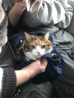 Патріарший паломницький центр: евакуація навіть у святкові дні Патріарший паломницький центр: евакуація навіть у святкові дні