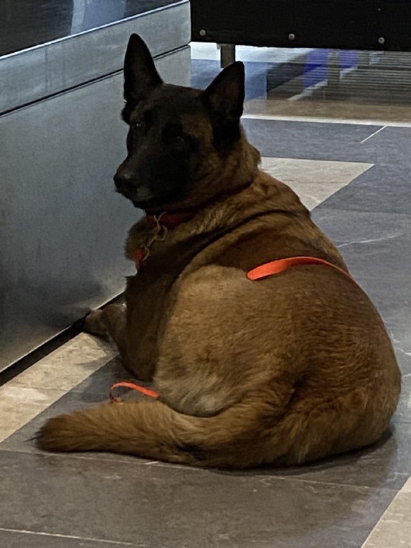 Наші пошуково-рятувальні “носики” повернулися з Туреччини🐕
🐾Понад тиждень українські рятувальники працювали... Наші пошуково-рятувальні “носики” повернулися з Туреччини🐕
🐾Понад тиждень українські рятувальники працювали...