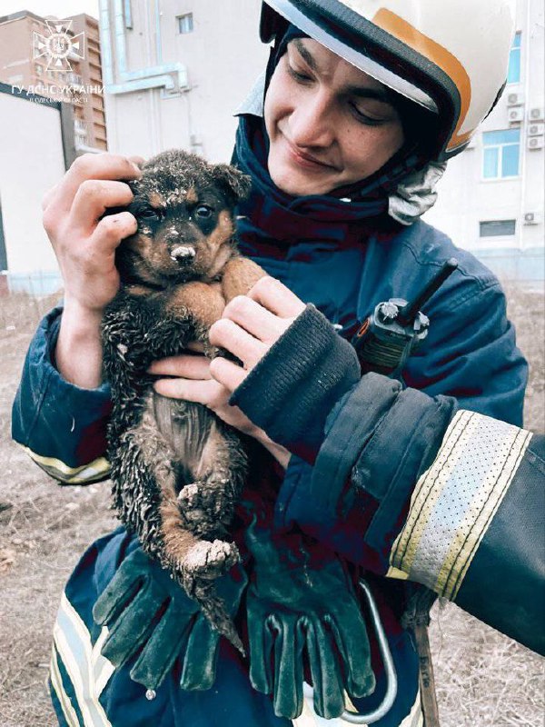 Рятуємо маленьких гарнюнь!🐕
⏺Вогнеборці Одещини та Дніпропетровщини допомогли двом малим бешкетникам, які впали в яму. Рятуємо маленьких гарнюнь!🐕
⏺Вогнеборці Одещини та Дніпропетровщини допомогли двом малим бешкетникам, які впали в яму.