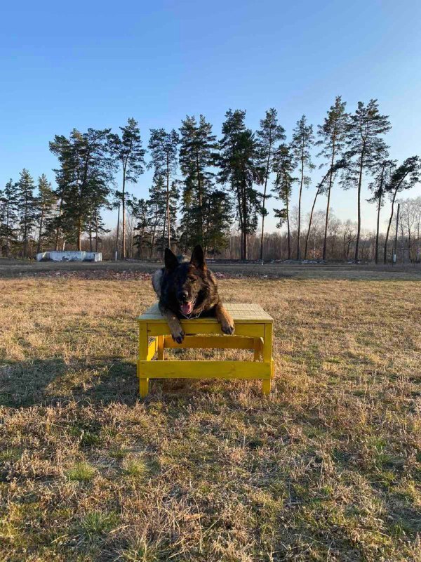 Наші рятувальні “носики” також тренуються🐕
⏺Аби бути завжди у відмінній формі наші службові собаки також постійно відпрацьовують свої вміння Наші рятувальні “носики” також тренуються🐕
⏺Аби бути завжди у відмінній формі наші службові собаки також постійно відпрацьовують свої вміння