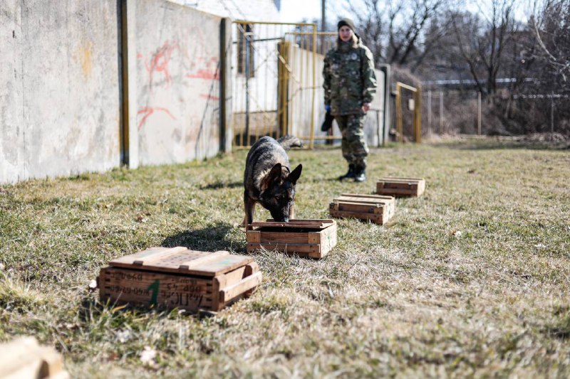 Професія кінолога не для кожного. Важливо розумітися в характері собаки, зуміти навчити її досконало виконувати завдання Професія кінолога не для кожного. Важливо розумітися в характері собаки, зуміти навчити її досконало виконувати завдання