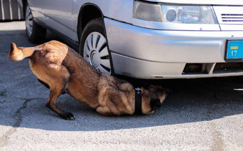Професія кінолога не для кожного. Важливо розумітися в характері собаки, зуміти навчити її досконало виконувати завдання Професія кінолога не для кожного. Важливо розумітися в характері собаки, зуміти навчити її досконало виконувати завдання