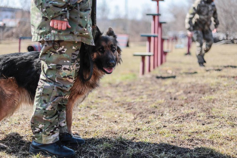 Професія кінолога не для кожного. Важливо розумітися в характері собаки, зуміти навчити її досконало виконувати завдання Професія кінолога не для кожного. Важливо розумітися в характері собаки, зуміти навчити її досконало виконувати завдання
