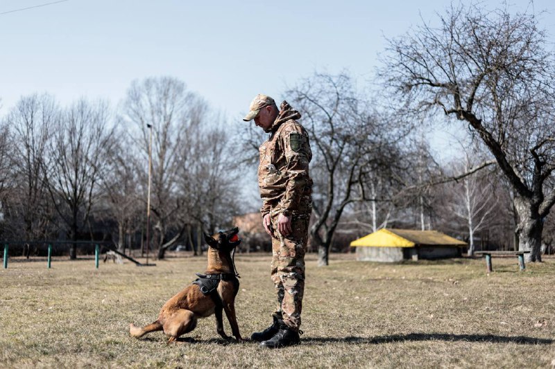 Професія кінолога не для кожного. Важливо розумітися в характері собаки, зуміти навчити її досконало виконувати завдання Професія кінолога не для кожного. Важливо розумітися в характері собаки, зуміти навчити її досконало виконувати завдання