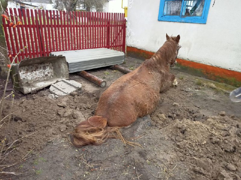 На Рівненщині рятувальники допомогли визволити коня з пастки🐴
⏺До надзвичайників звернулися громадяни і повідомили На Рівненщині рятувальники допомогли визволити коня з пастки🐴
⏺До надзвичайників звернулися громадяни і повідомили