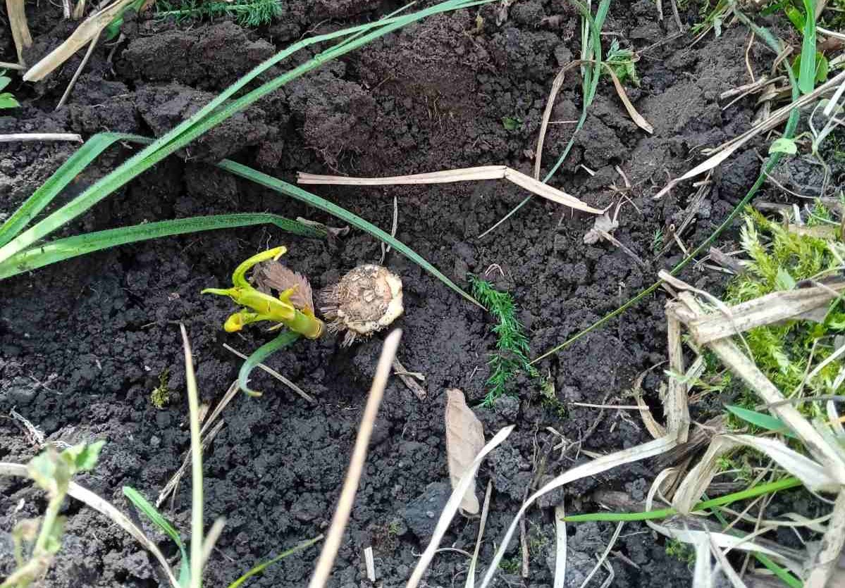 У Тернопільсько-Зборівській архиєпархії створили енергетичну плантацію У Тернопільсько-Зборівській архиєпархії створили енергетичну плантацію