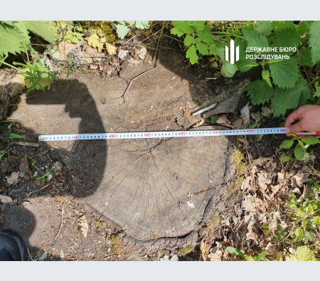 ДБР повідомило про підозру лісникам Вінниччини, які допустили збитки державі на 7 млн гривень ДБР повідомило про підозру лісникам Вінниччини, які допустили збитки державі на 7 млн гривень