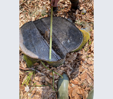 За матеріалами ДБР судитимуть двох екскерівників лісгоспу на Закарпатті, які допустили незаконну вирубку лісу на понад 50 млн грн За матеріалами ДБР судитимуть двох екскерівників лісгоспу на Закарпатті, які допустили незаконну вирубку лісу на понад 50 млн грн