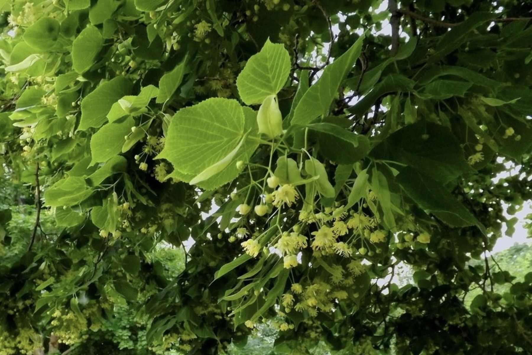 &laquo;Зелені свята мають бути також святом, а&nbsp;не&nbsp;судним днем, для всієї живої зеленої природи&raquo;,&nbsp;&mdash; очільник Бюро УГКЦ з&nbsp;питань екології