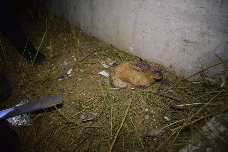 Чутливий контент 😢
На світлині 🐇— ще одна безневинна жертва масштабних нищівних пожеж, що зараз відбуваються в екосистемах України. Чутливий контент 😢
На світлині 🐇— ще одна безневинна жертва масштабних нищівних пожеж, що зараз відбуваються в екосистемах України.
