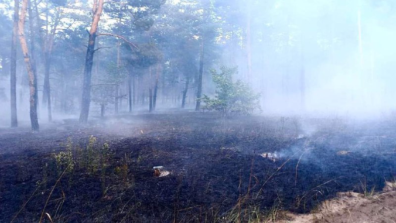 Вогнеборці та співробітники лісового господарства гасять низову пожежу хвойного настилу 15 Вогнеборці та співробітники лісового господарства гасять низову пожежу хвойного настилу 15