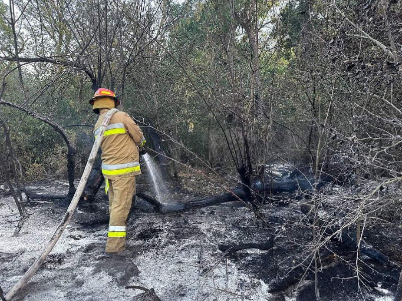Вогнеборці та співробітники лісового господарства гасять низову пожежу хвойного настилу 15 Вогнеборці та співробітники лісового господарства гасять низову пожежу хвойного настилу 15