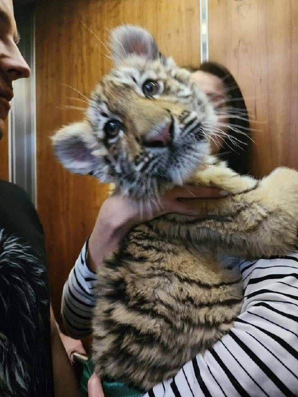 🥺Маріупольське тигреня, якого росіяни вкрали – помер.
😣У травні цього року тримісячну тварину з маріупольського... 🥺Маріупольське тигреня, якого росіяни вкрали – помер.
😣У травні цього року тримісячну тварину з маріупольського...