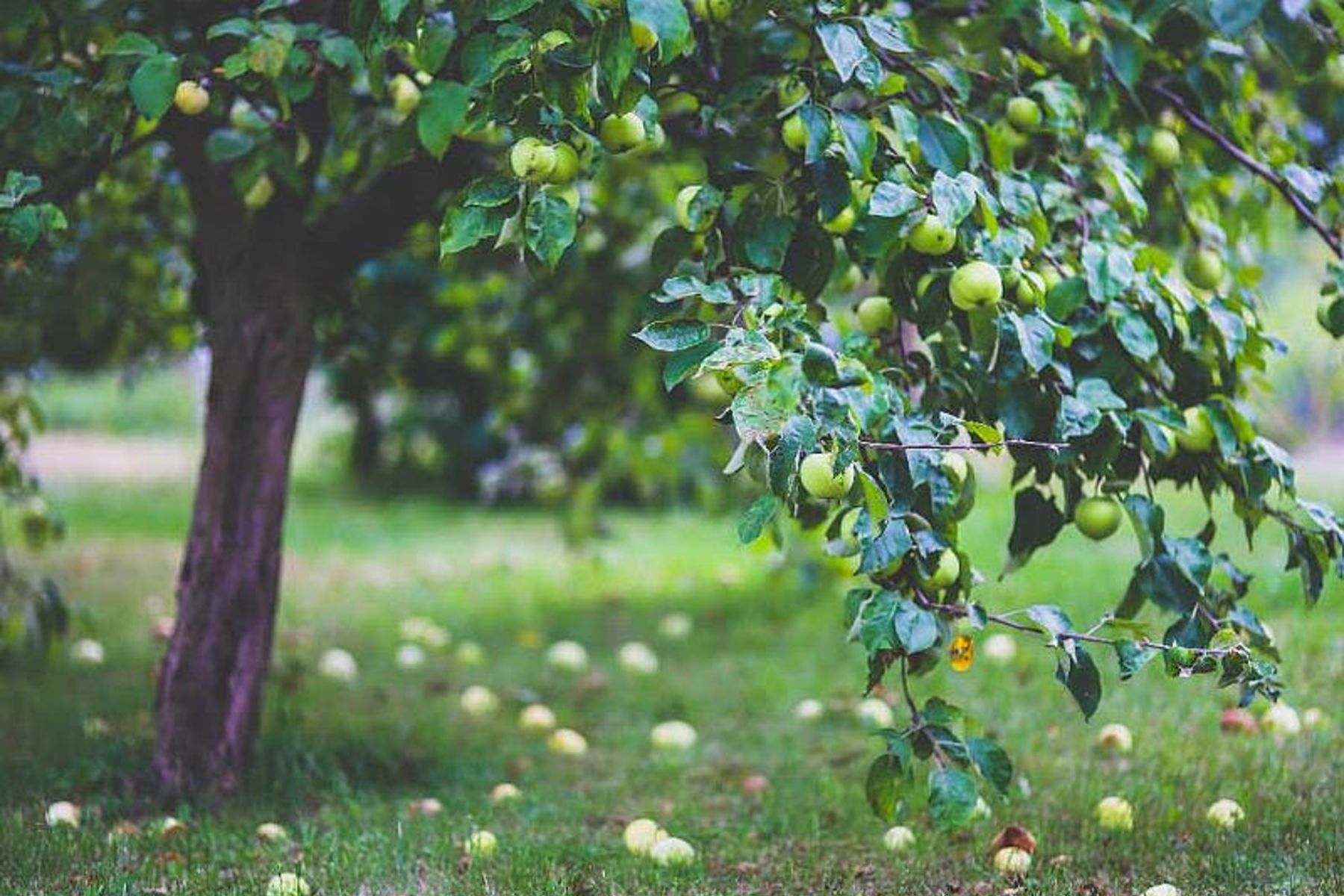 Стартує чергова хвиля Всеукраїнської ініціативи &laquo;Посади дерево миру&raquo;
