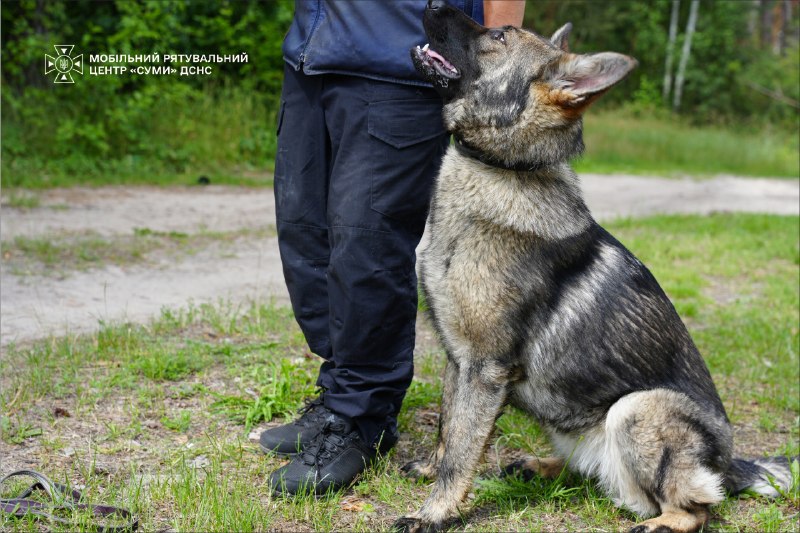 🐕Як тренується майбутня чотирилапа рятувальниця ДСНС Ася
Попри свій юний вік, вона вже демонструє витримку 🐕Як тренується майбутня чотирилапа рятувальниця ДСНС Ася
Попри свій юний вік, вона вже демонструє витримку