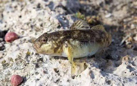 ❗️Окупанти заявили про майже повне знищення бичка в Азовському морі
🐟❌ російський Інститут біології південних... ❗️Окупанти заявили про майже повне знищення бичка в Азовському морі
🐟❌ російський Інститут біології південних...