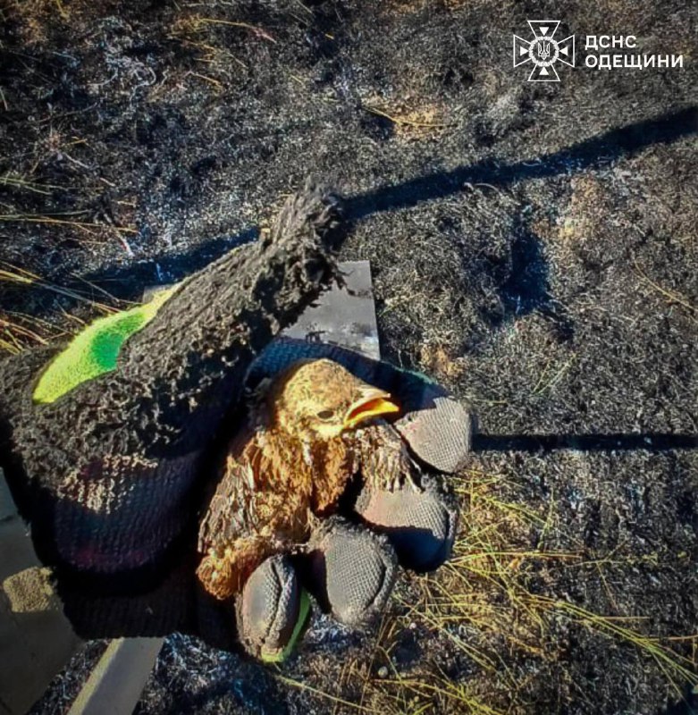 🔥Одещина: пожежі знищують тих, хто не може захистити себе
Учора під час гасіння пожежі сухостою роздільнянські... 🔥Одещина: пожежі знищують тих, хто не може захистити себе
Учора під час гасіння пожежі сухостою роздільнянські...