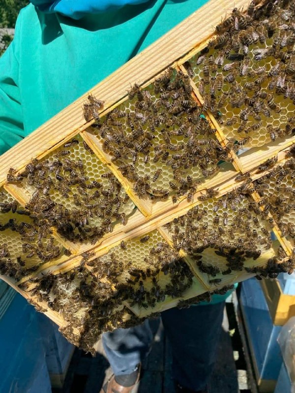 Бджоляр з Луганщини інвестує у розвиток виробництва
Співзасновником бренду «Медодай» є бджоляр з Луганщини Денис Шахбаз'ян. Бджоляр з Луганщини інвестує у розвиток виробництва
Співзасновником бренду «Медодай» є бджоляр з Луганщини Денис Шахбаз'ян.