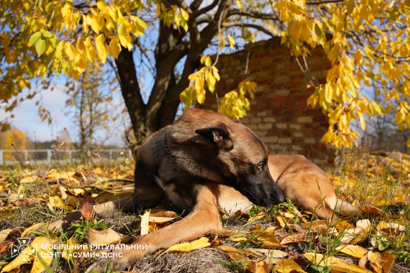 🐕Знайомтеся – це Альф - мінно-пошуковий пес Мобільного рятувального центру швидкого реагування «Суми» ДСНС України 🐕Знайомтеся – це Альф - мінно-пошуковий пес Мобільного рятувального центру швидкого реагування «Суми» ДСНС України