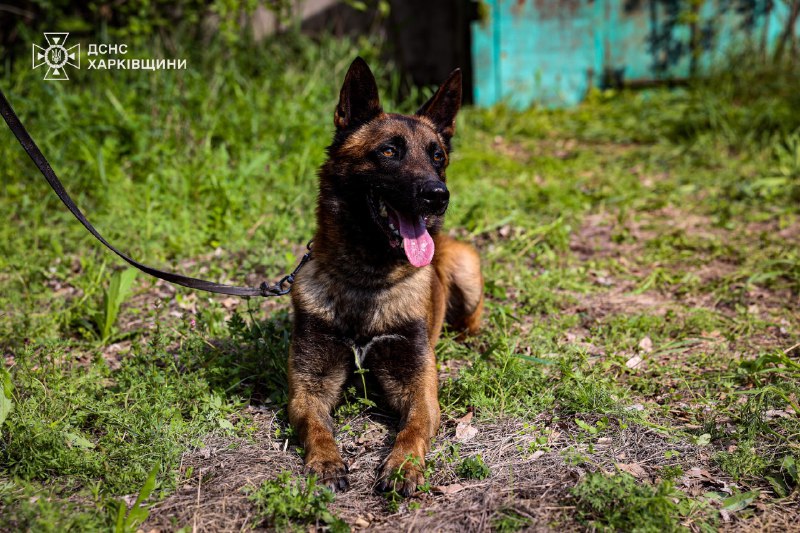 🐾На Харківщині працюють кінологічні розрахунки Міжрегіонального центру швидкого реагування ДСНС України 🐾На Харківщині працюють кінологічні розрахунки Міжрегіонального центру швидкого реагування ДСНС України
