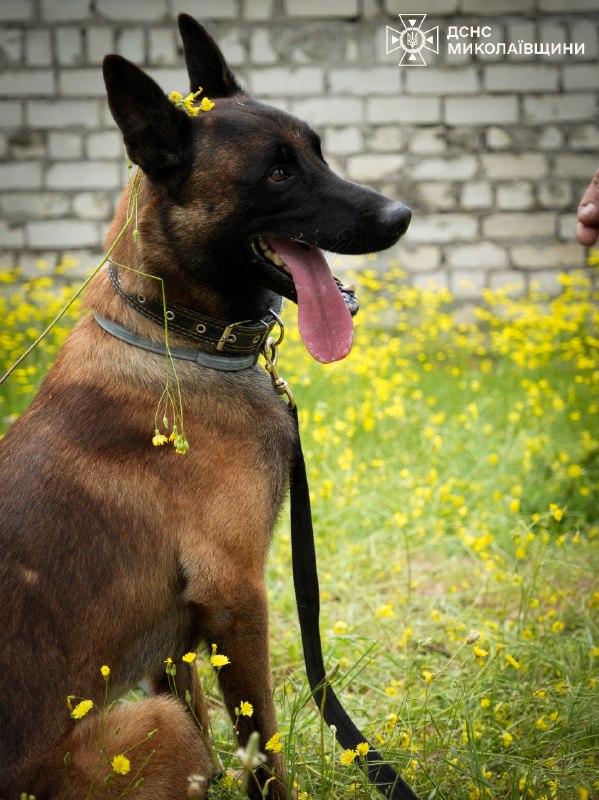 🐕 🐾 Знайомтеся — службовий собака-розміновувач Паша
❤️ Енергійний, кмітливий і дуже товариський пес став справжнім улюбленцем колег 🐕 🐾 Знайомтеся — службовий собака-розміновувач Паша
❤️ Енергійний, кмітливий і дуже товариський пес став справжнім улюбленцем колег