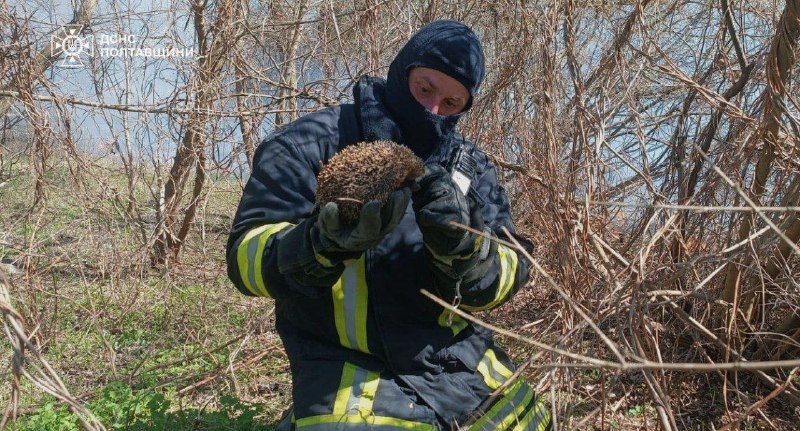 🦔 Цього їжака врятували наші надзвичайники під час ліквідації пожежі на відкритій території у селі Садки на Полтавщині 🦔 Цього їжака врятували наші надзвичайники під час ліквідації пожежі на відкритій території у селі Садки на Полтавщині