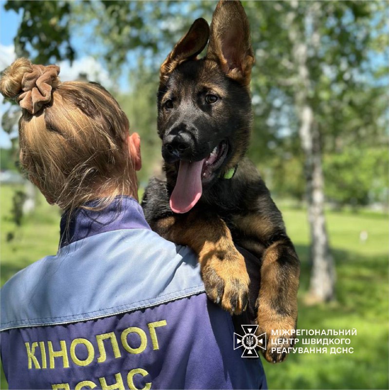 🐕 Маленький пухнастик Ураган із Міжрегіонального центру швидкого реагування ДСНС України стрімко підростає і відповідально готується до служби 🐕 Маленький пухнастик Ураган із Міжрегіонального центру швидкого реагування ДСНС України стрімко підростає і відповідально готується до служби