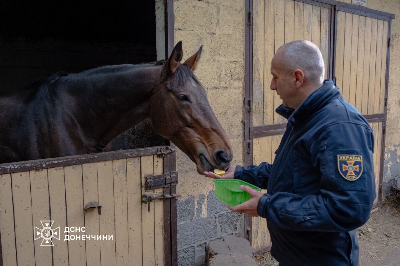 🐎 Іпотерапія як шлях до відновлення
Психологічна підтримка рятувальників Донеччини — важлива складова турботи про тих 🐎 Іпотерапія як шлях до відновлення
Психологічна підтримка рятувальників Донеччини — важлива складова турботи про тих