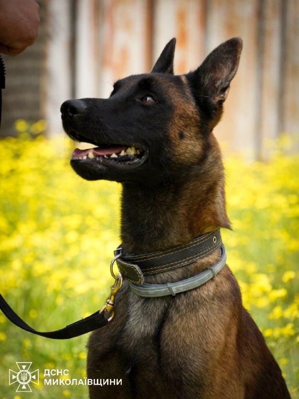 🐕 🐾 Знайомтеся — службовий собака-розміновувач Паша
❤️ Енергійний, кмітливий і дуже товариський пес став справжнім улюбленцем колег 🐕 🐾 Знайомтеся — службовий собака-розміновувач Паша
❤️ Енергійний, кмітливий і дуже товариський пес став справжнім улюбленцем колег