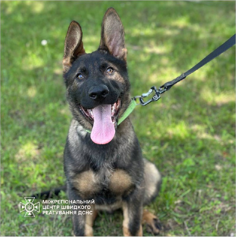 🐕 Маленький пухнастик Ураган із Міжрегіонального центру швидкого реагування ДСНС України стрімко підростає і відповідально готується до служби 🐕 Маленький пухнастик Ураган із Міжрегіонального центру швидкого реагування ДСНС України стрімко підростає і відповідально готується до служби