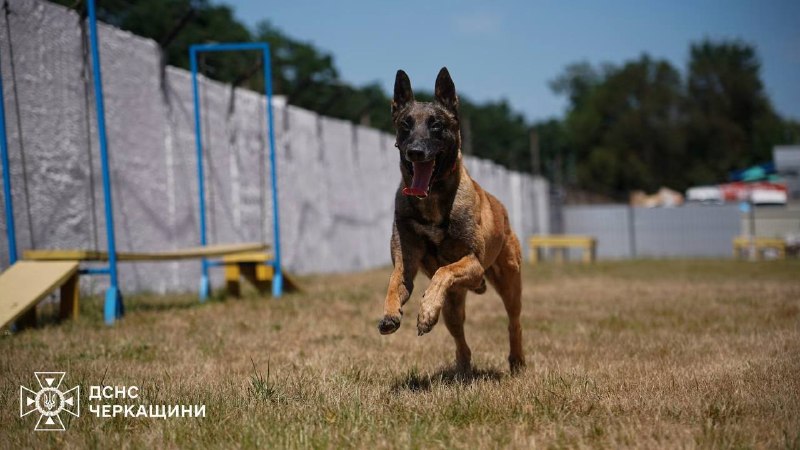🐕🦺 Службовий пес ДСНС Блерт із Черкащини щодня вдосконалює свої пошуково-рятувальні навички 🐕🦺 Службовий пес ДСНС Блерт із Черкащини щодня вдосконалює свої пошуково-рятувальні навички