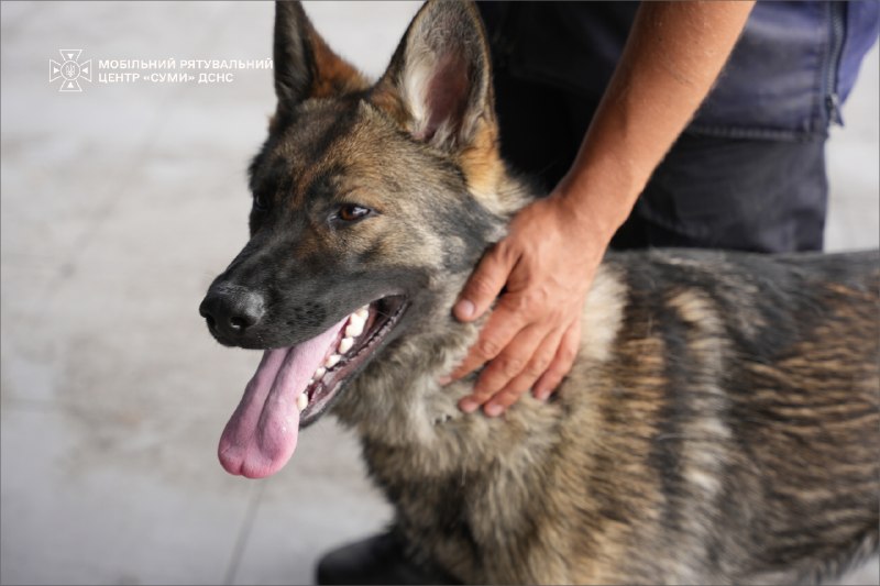 🐕Як тренується майбутня чотирилапа рятувальниця ДСНС Ася
Попри свій юний вік, вона вже демонструє витримку 🐕Як тренується майбутня чотирилапа рятувальниця ДСНС Ася
Попри свій юний вік, вона вже демонструє витримку