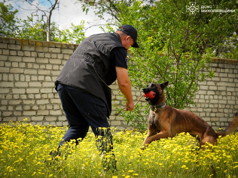 🐕 🐾 Знайомтеся — службовий собака-розміновувач Паша
❤️ Енергійний, кмітливий і дуже товариський пес став справжнім улюбленцем колег 🐕 🐾 Знайомтеся — службовий собака-розміновувач Паша
❤️ Енергійний, кмітливий і дуже товариський пес став справжнім улюбленцем колег