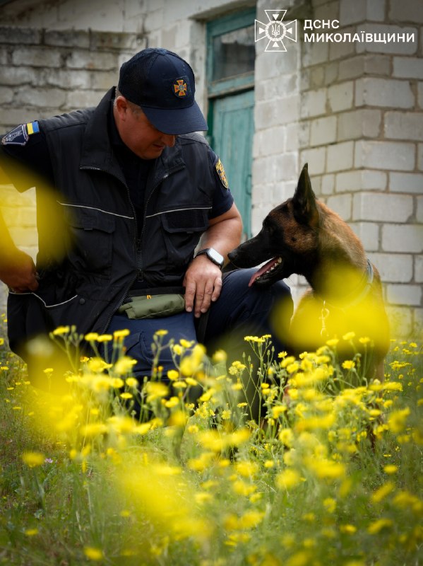 🐕 🐾 Знайомтеся — службовий собака-розміновувач Паша
❤️ Енергійний, кмітливий і дуже товариський пес став справжнім улюбленцем колег 🐕 🐾 Знайомтеся — службовий собака-розміновувач Паша
❤️ Енергійний, кмітливий і дуже товариський пес став справжнім улюбленцем колег