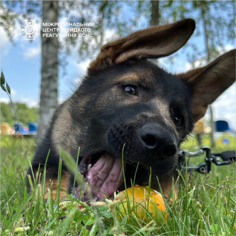 🐕 Маленький пухнастик Ураган із Міжрегіонального центру швидкого реагування ДСНС України стрімко підростає і відповідально готується до служби 🐕 Маленький пухнастик Ураган із Міжрегіонального центру швидкого реагування ДСНС України стрімко підростає і відповідально готується до служби