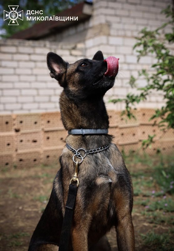 🐕Сьогодні — Міжнародний день собак. Це чудова нагода розповісти про тих, хто пліч-о-пліч із рятувальниками працює там 🐕Сьогодні — Міжнародний день собак. Це чудова нагода розповісти про тих, хто пліч-о-пліч із рятувальниками працює там