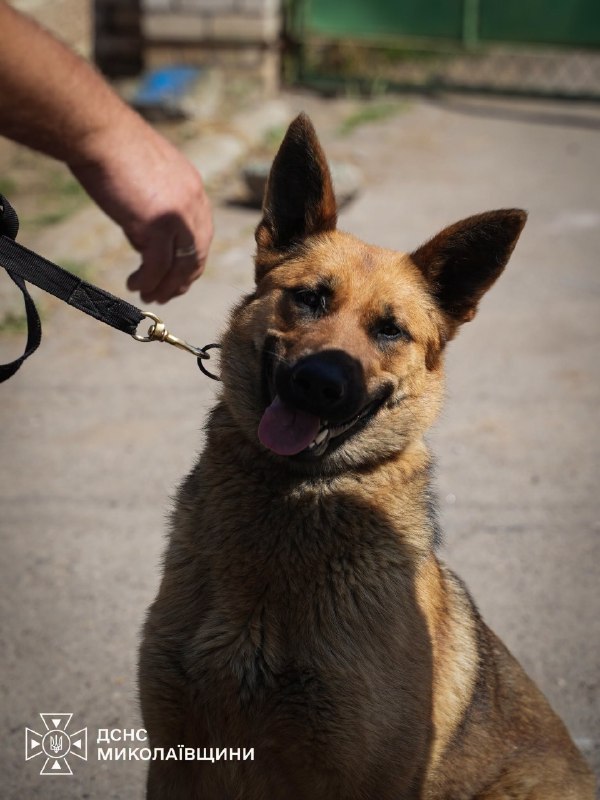 🐕Сьогодні — Міжнародний день собак. Це чудова нагода розповісти про тих, хто пліч-о-пліч із рятувальниками працює там 🐕Сьогодні — Міжнародний день собак. Це чудова нагода розповісти про тих, хто пліч-о-пліч із рятувальниками працює там