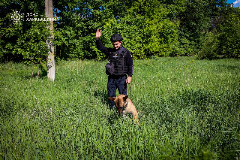 🐾На Харківщині працюють кінологічні розрахунки Міжрегіонального центру швидкого реагування ДСНС України 🐾На Харківщині працюють кінологічні розрахунки Міжрегіонального центру швидкого реагування ДСНС України