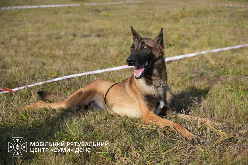 🐕Знайомтеся – це Альф - мінно-пошуковий пес Мобільного рятувального центру швидкого реагування «Суми» ДСНС України 🐕Знайомтеся – це Альф - мінно-пошуковий пес Мобільного рятувального центру швидкого реагування «Суми» ДСНС України