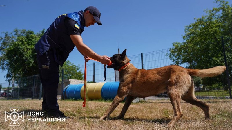 🐕🦺 Службовий пес ДСНС Блерт із Черкащини щодня вдосконалює свої пошуково-рятувальні навички 🐕🦺 Службовий пес ДСНС Блерт із Черкащини щодня вдосконалює свої пошуково-рятувальні навички
