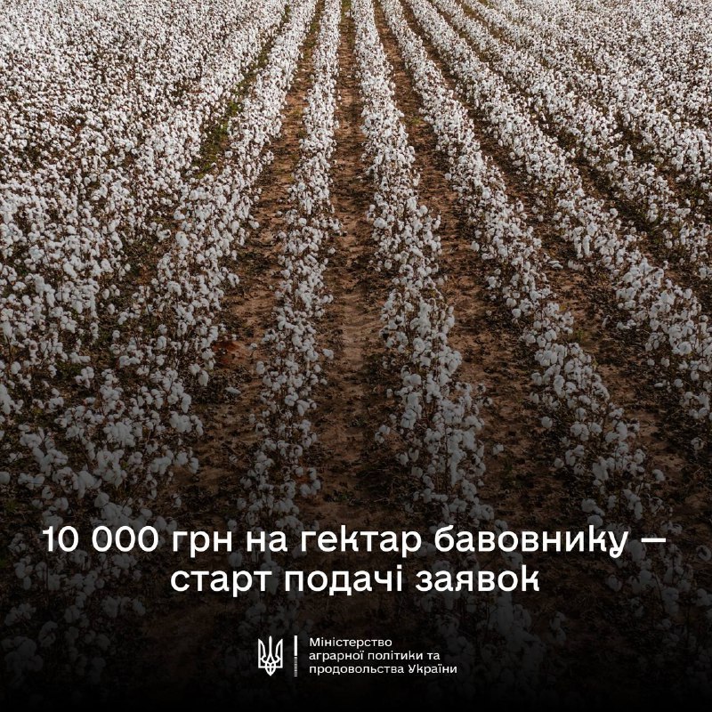 10 000 гривень за гектар бавовнику — стартує нова програма підтримки аграріїв Півдня 10 000 гривень за гектар бавовнику — стартує нова програма підтримки аграріїв Півдня