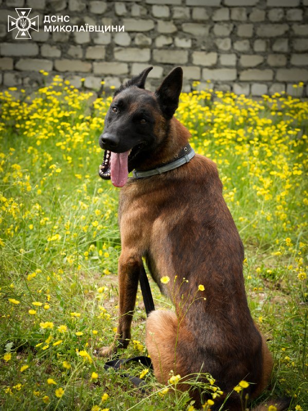 🐕 🐾 Знайомтеся — службовий собака-розміновувач Паша
❤️ Енергійний, кмітливий і дуже товариський пес став справжнім улюбленцем колег 🐕 🐾 Знайомтеся — службовий собака-розміновувач Паша
❤️ Енергійний, кмітливий і дуже товариський пес став справжнім улюбленцем колег