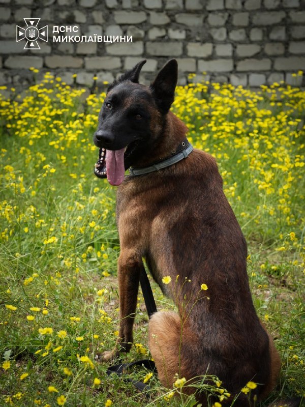 🐕Сьогодні — Міжнародний день собак. Це чудова нагода розповісти про тих, хто пліч-о-пліч із рятувальниками працює там 🐕Сьогодні — Міжнародний день собак. Це чудова нагода розповісти про тих, хто пліч-о-пліч із рятувальниками працює там