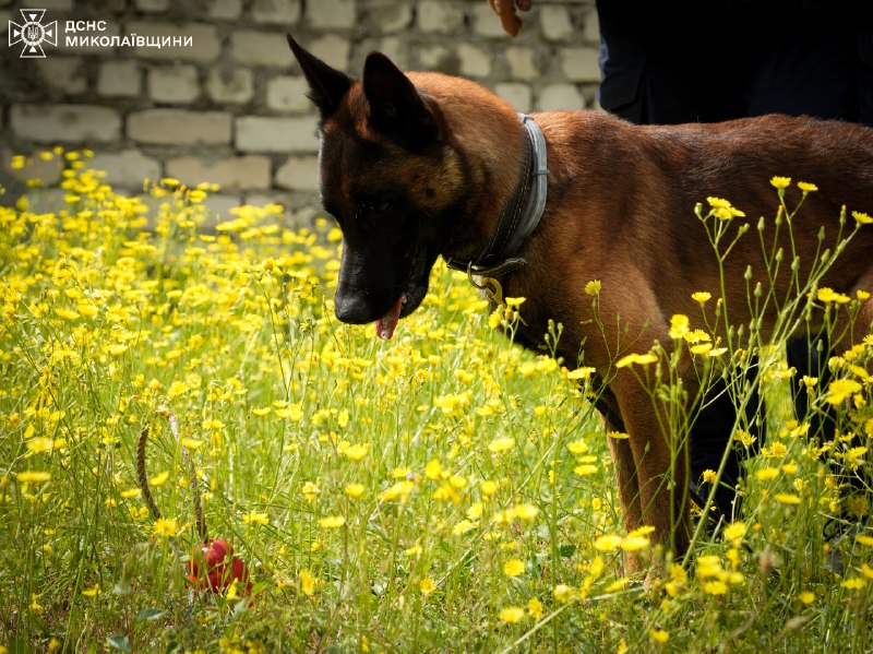 🐕 🐾 Знайомтеся — службовий собака-розміновувач Паша
❤️ Енергійний, кмітливий і дуже товариський пес став справжнім улюбленцем колег 🐕 🐾 Знайомтеся — службовий собака-розміновувач Паша
❤️ Енергійний, кмітливий і дуже товариський пес став справжнім улюбленцем колег